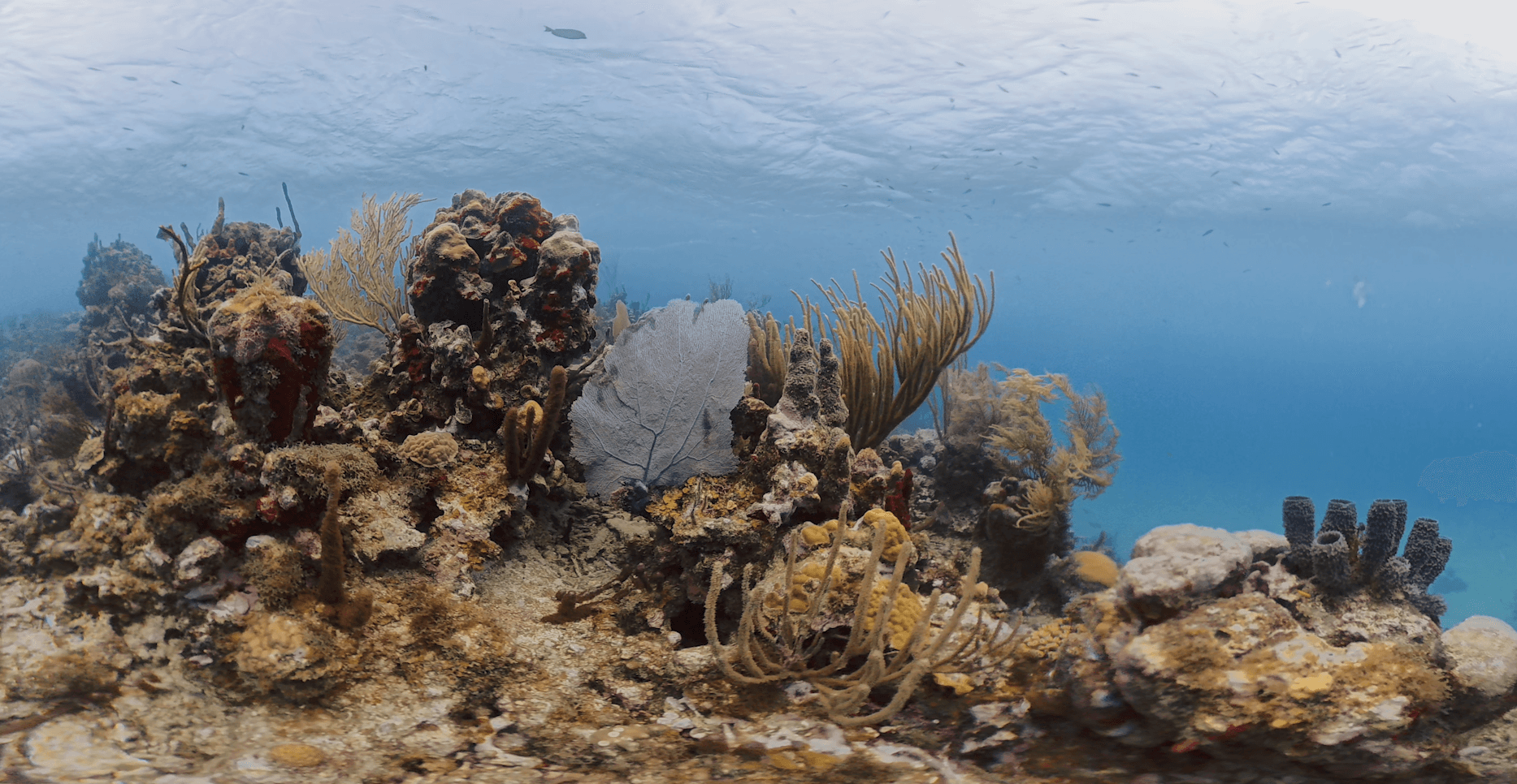 Coral reef filmed for Presence in the Seaflower region