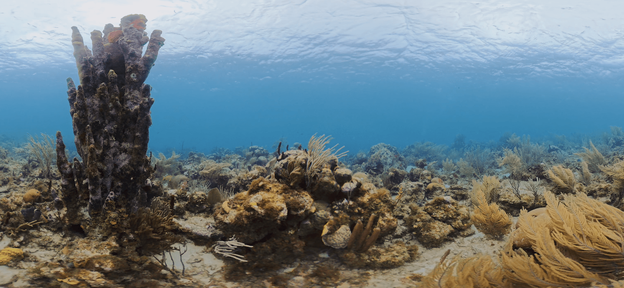 Wide reef frame from Presence