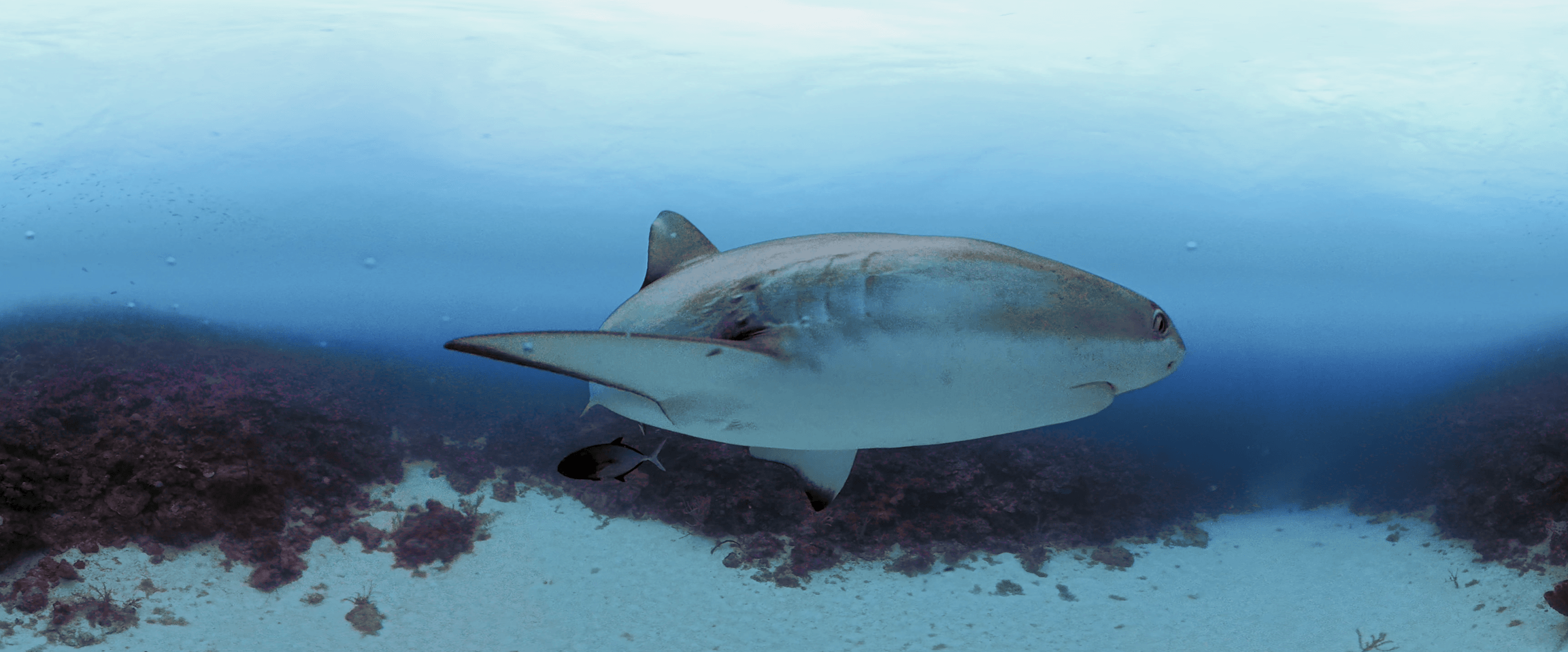 Shark passage filmed for Presence