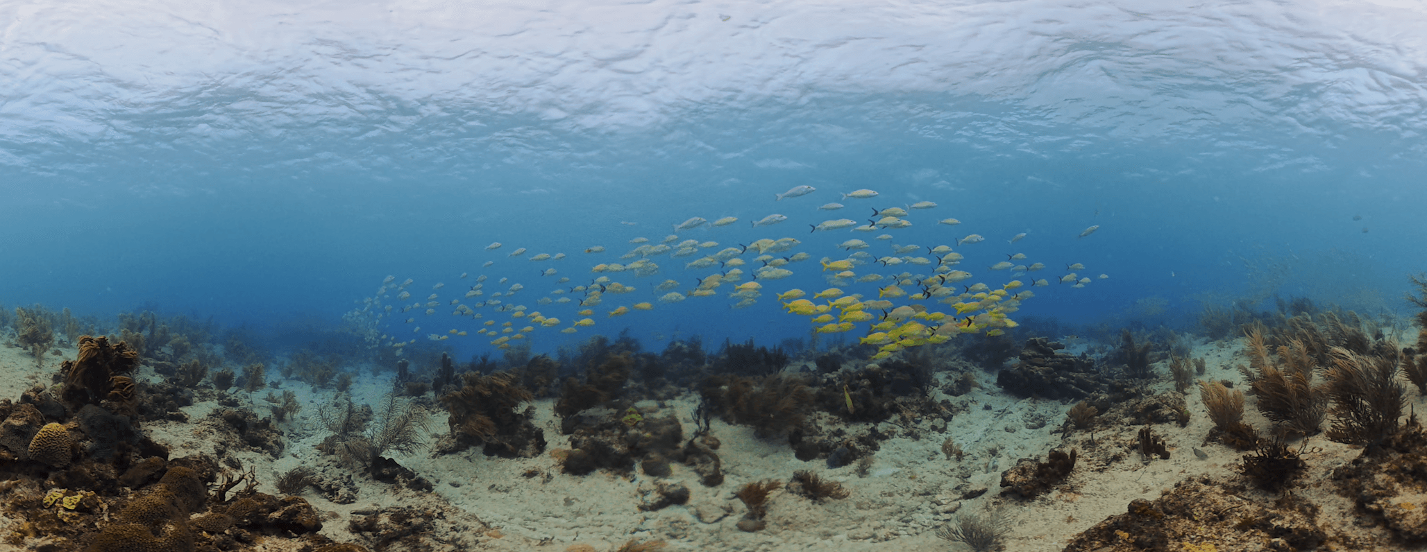 School of fish in open water from Presence